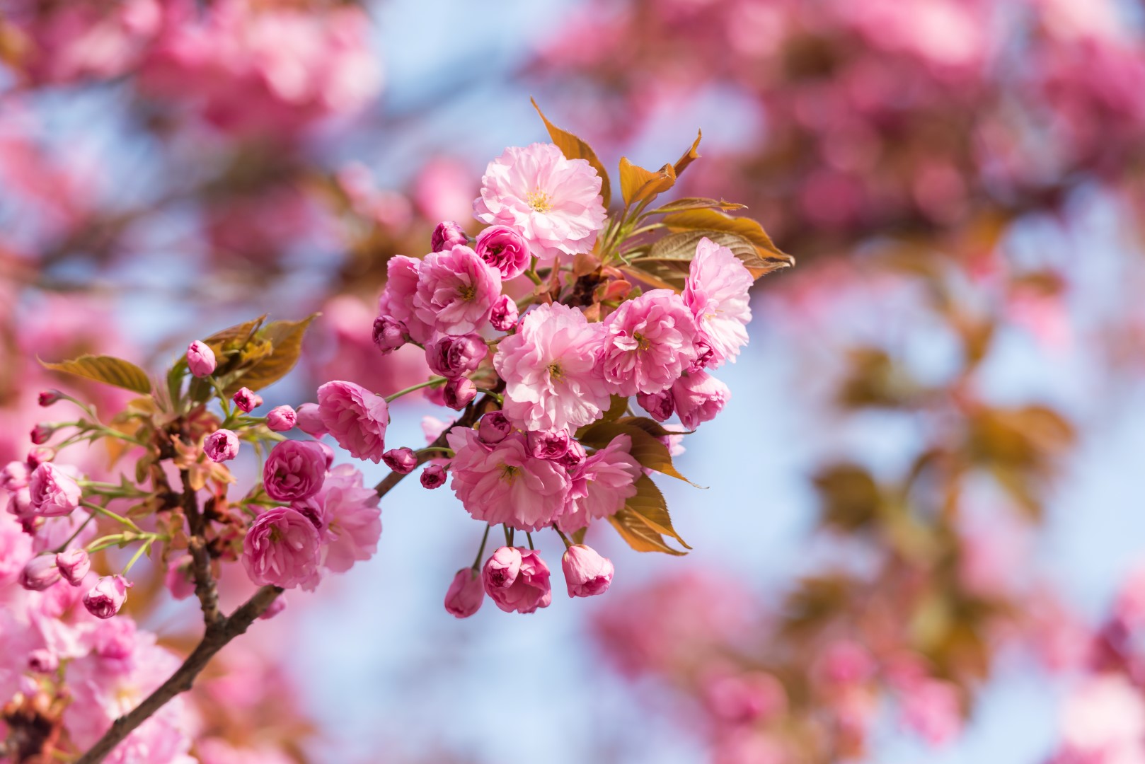 Lees meer over het artikel Japanse Kers