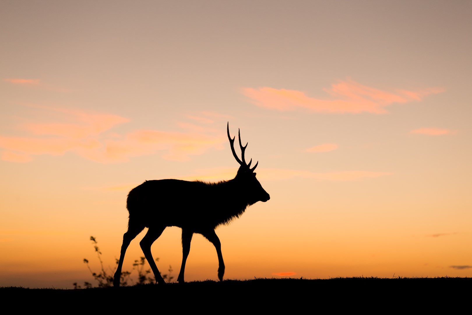 Silhouette of deer under sunset